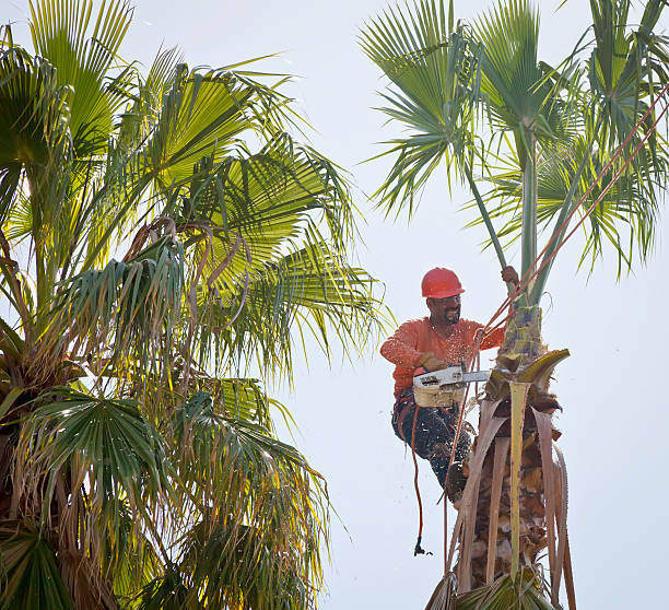 Best Emergency Tree Removal  in USA